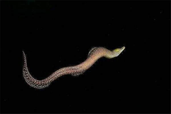 波纹裸胸鳝：一种分布在印度洋红海地区的生物（含毒性）