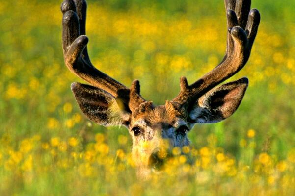 骡鹿：一双似骡的耳朵，善于跳跃(一步达7米)