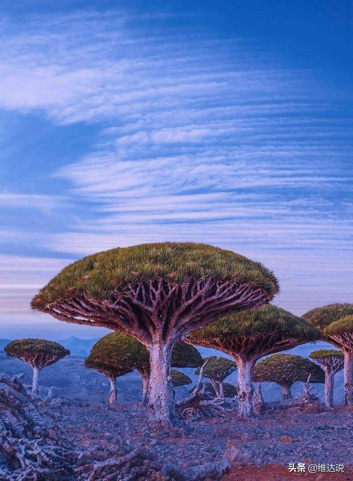 索科特拉岛(索科特拉岛:地球上最像外星的岛,也门在印度洋的加拉帕戈斯)
