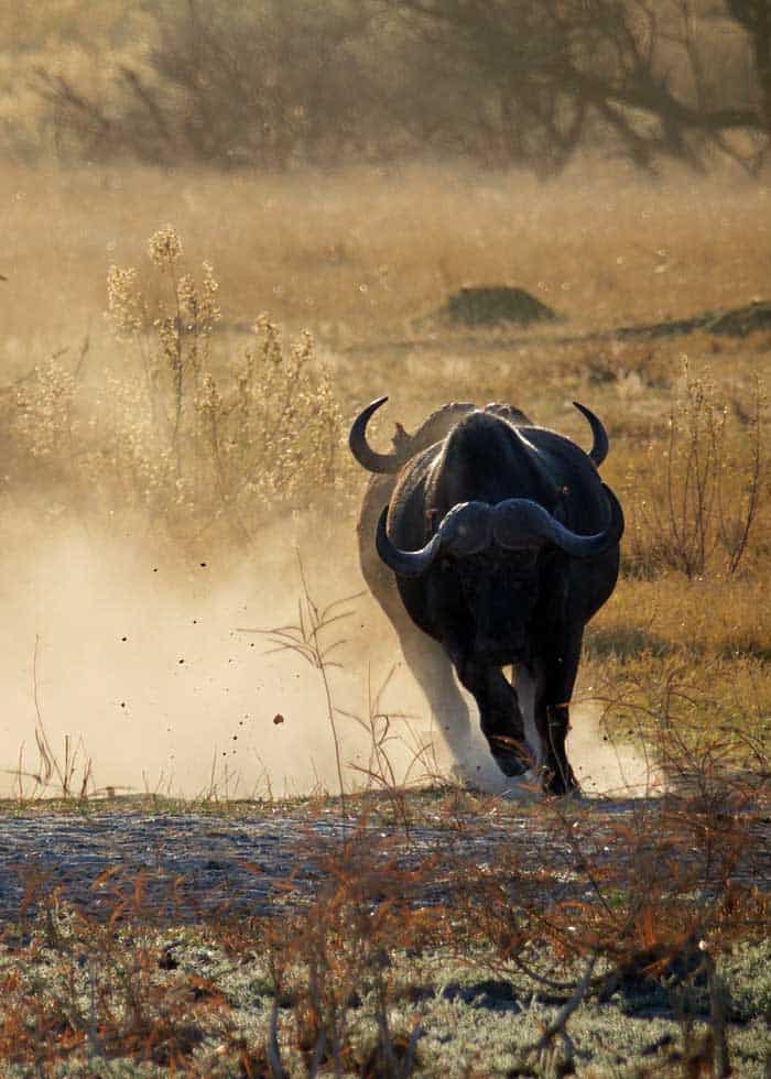 非洲水牛(非洲水牛vs白肢野牛，当鬣狗杀手遇到老虎克星)