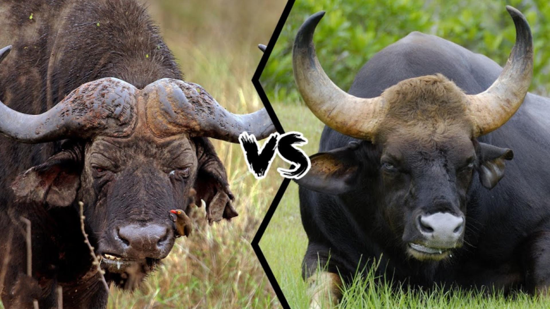 非洲水牛(非洲水牛vs白肢野牛，当鬣狗杀手遇到老虎克星)