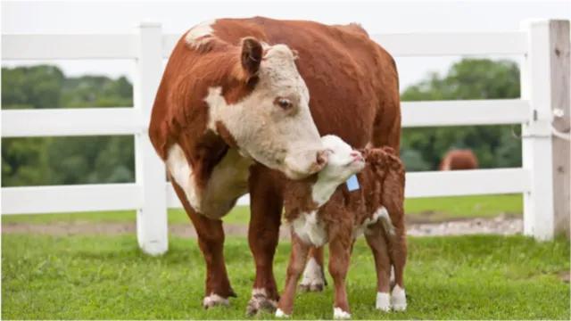 如何防治母牛产后瘫痪？