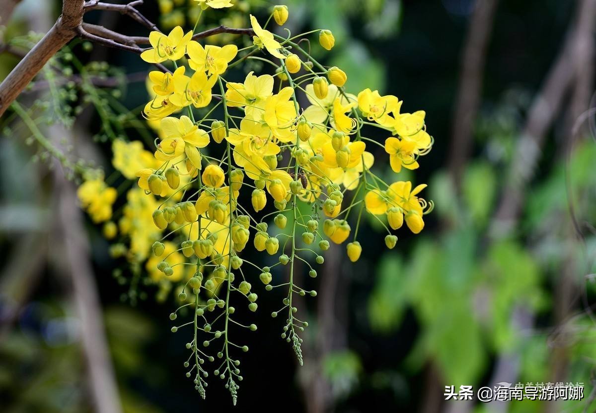 泰国国花是什么花(谁知道泰国的国花是什么？有什么含义？)