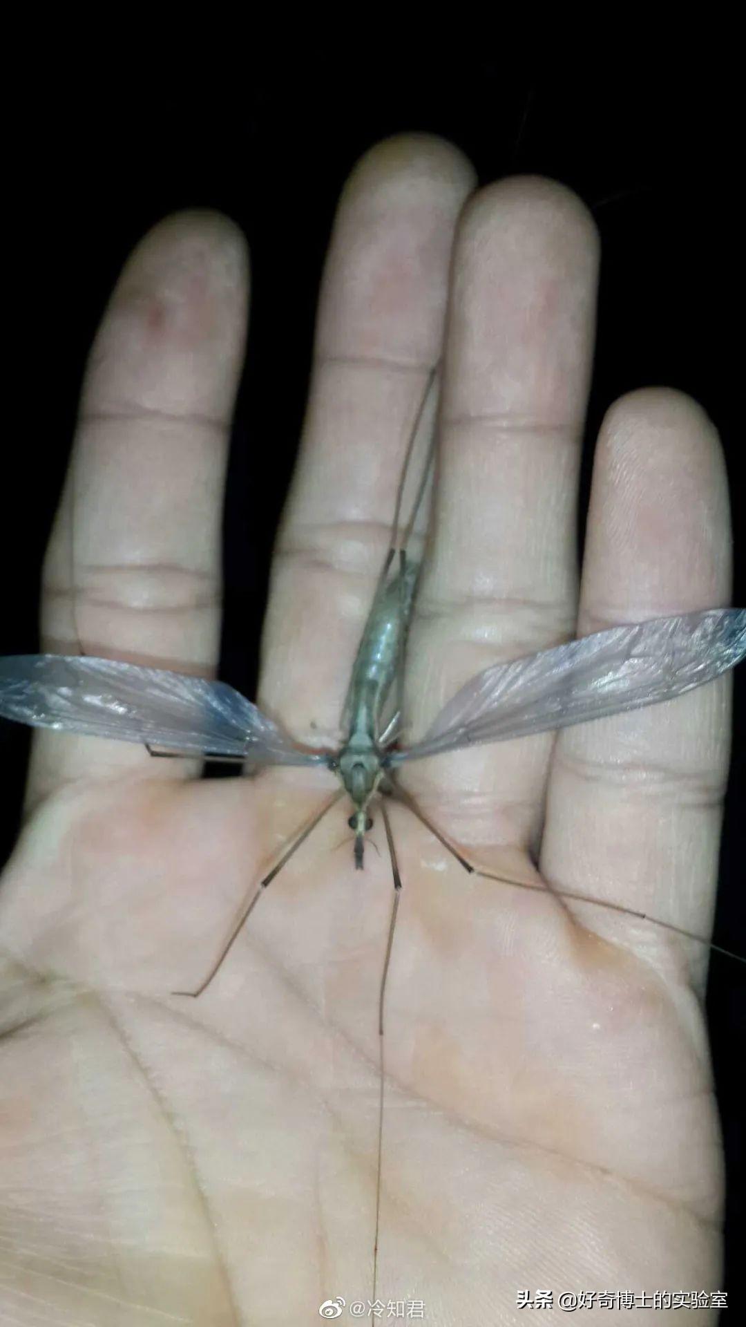 华丽巨蚊(冷知识：世界上最大的蚊子华丽巨蚊)