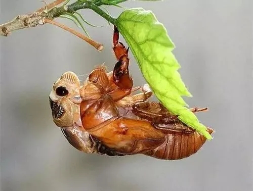 蝉的幼虫在地下多少年(蝉的蛹在地下几年，可以变蝉？)