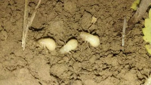 蝉的幼虫在地下多少年(蝉的蛹在地下几年，可以变蝉？)
