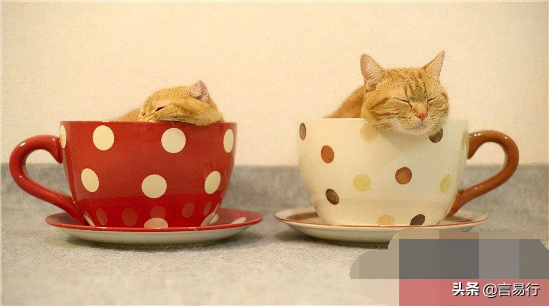 茶杯猫价格(茶杯猫有多可爱，茶杯猫多少钱一只)