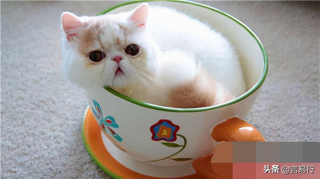 茶杯猫价格(茶杯猫有多可爱，茶杯猫多少钱一只)