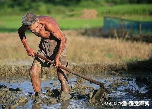 (农村有些七十多的老人还在下地干活，到底是他们的儿女不孝，还是老人闲不住？)