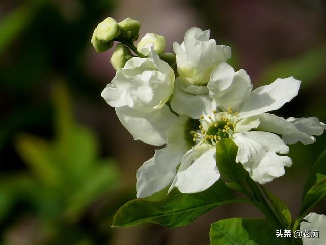 白色梅花是什么品种(白鹃梅花的真实图片)